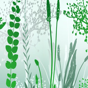 bunnte-blumen-bilder