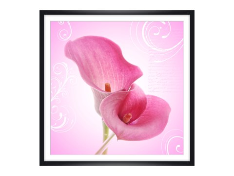 Calla Poster
