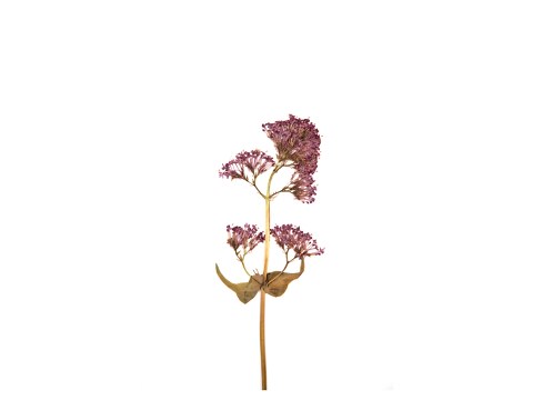 Centranthus ruber