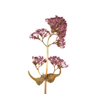 Centranthus ruber