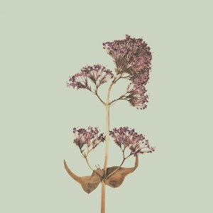 Centranthus ruber