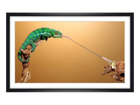 Chamäleon Foto