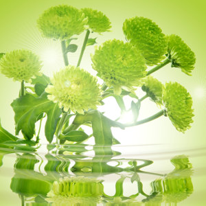 photos de chrysanthèmes