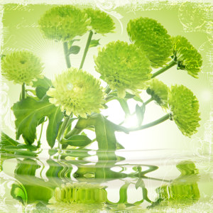 chrysanthemen-bilder