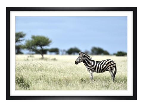 Zebra Fotografie