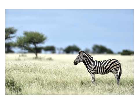Zebra Fotografie