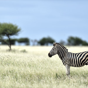 Zebra Fotografie