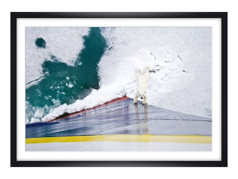 Eisbär gegen Eisbrecher