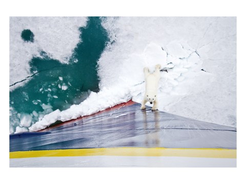 Eisbär gegen Eisbrecher