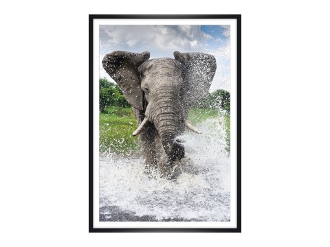 Elefant Foto
