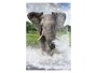 Elefant Foto
