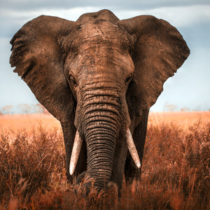 Elefant Portrait schwwarz weiß Bilder