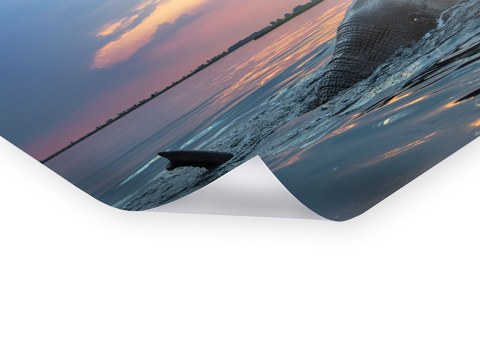 Bild Elefant im Wasser