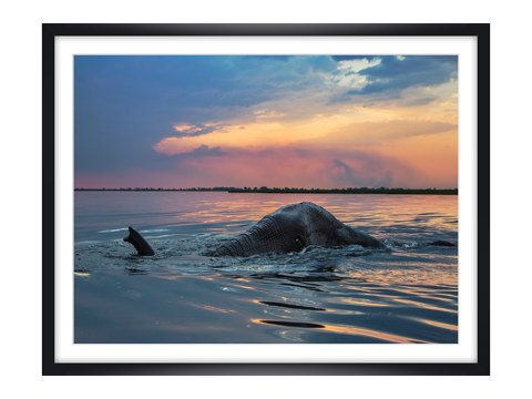 Bild Elefant im Wasser