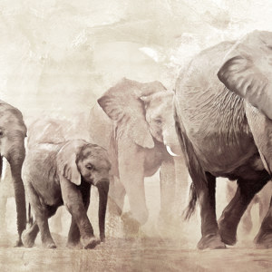 Elefanten Bilder