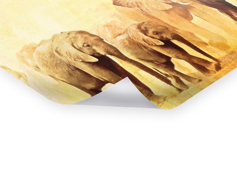 Images d'éléphants