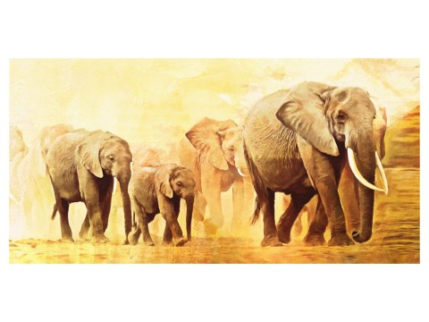 Images d'éléphants