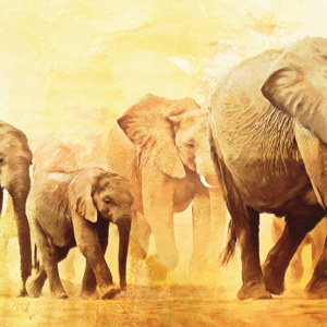 images d'éléphants