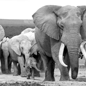 photos d'éléphants