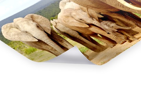 Photos d'éléphants