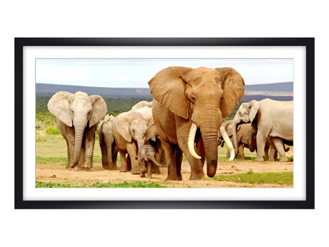 Photos d'éléphants