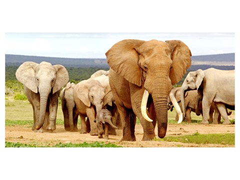 Photos d'éléphants