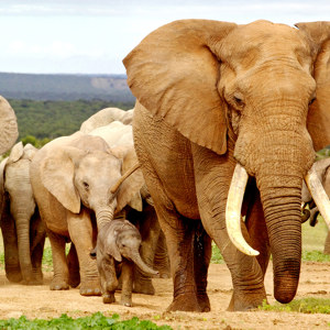 photos d'éléphants
