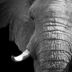 panorama d'éléphants