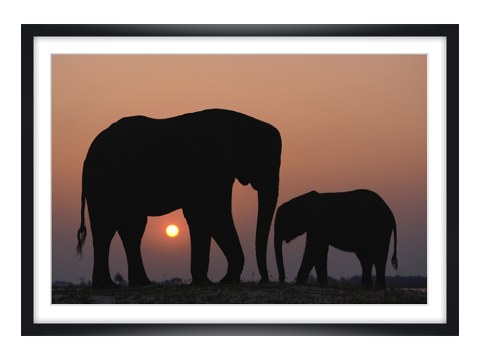 Tiere im Sonnenuntergang