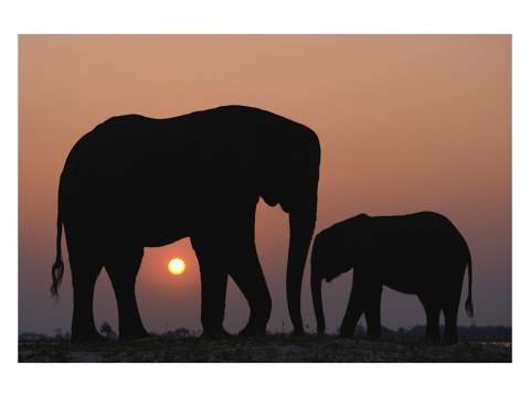 Tiere im Sonnenuntergang