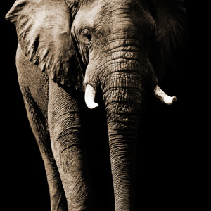 Elefantenbild