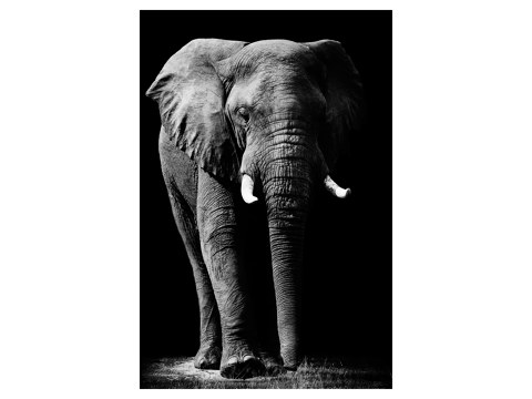 Wandbild aus Plexiglas® Druck auf Acryl 125x50 Tiere Elefant