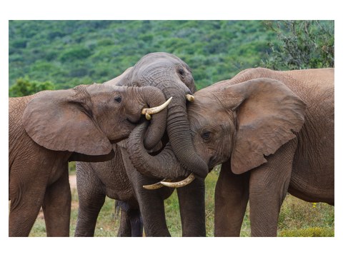 Elefantenbilder