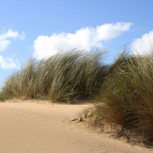dune landaise