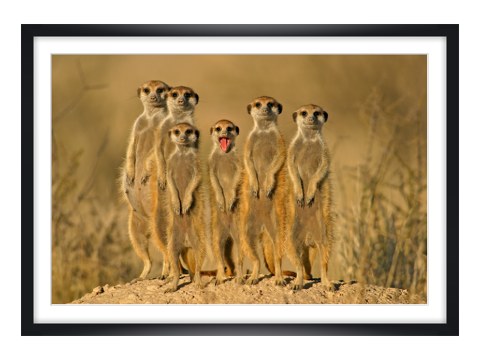 Photo de suricates
