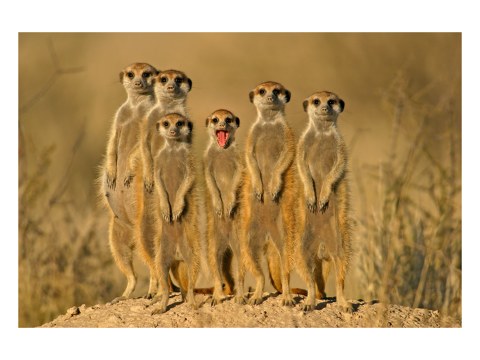 Photo de suricates
