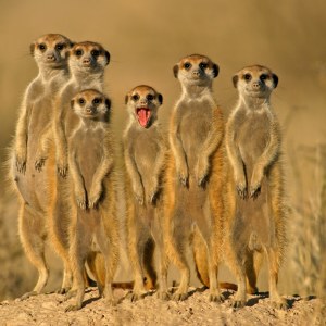 photo de suricates