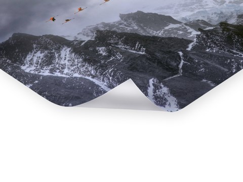 Photos de flamand rose