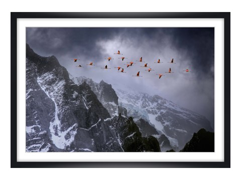 Photos de flamand rose