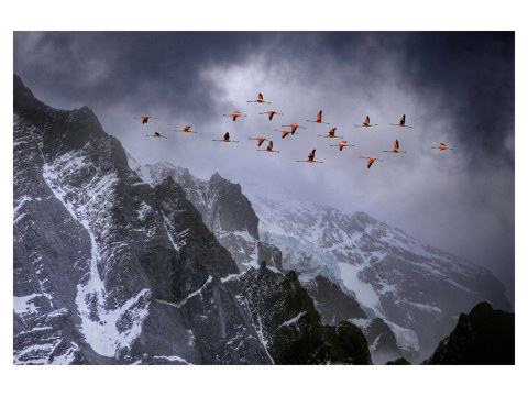 Photos de flamand rose