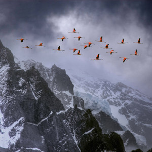 photos de flamand rose