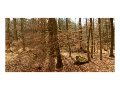 Forst Bild