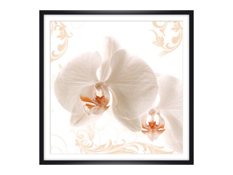 Foto Orchidee