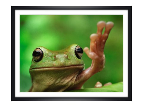 Frosch Bild