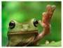 Frosch Bild
