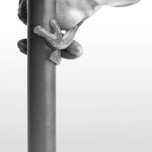 photos de grenouille