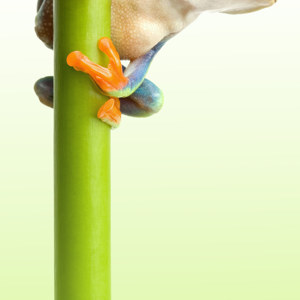 photos de grenouille