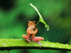 Frosch Regenschirm Foto