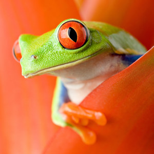 poster de grenouille