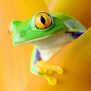 poster de grenouille